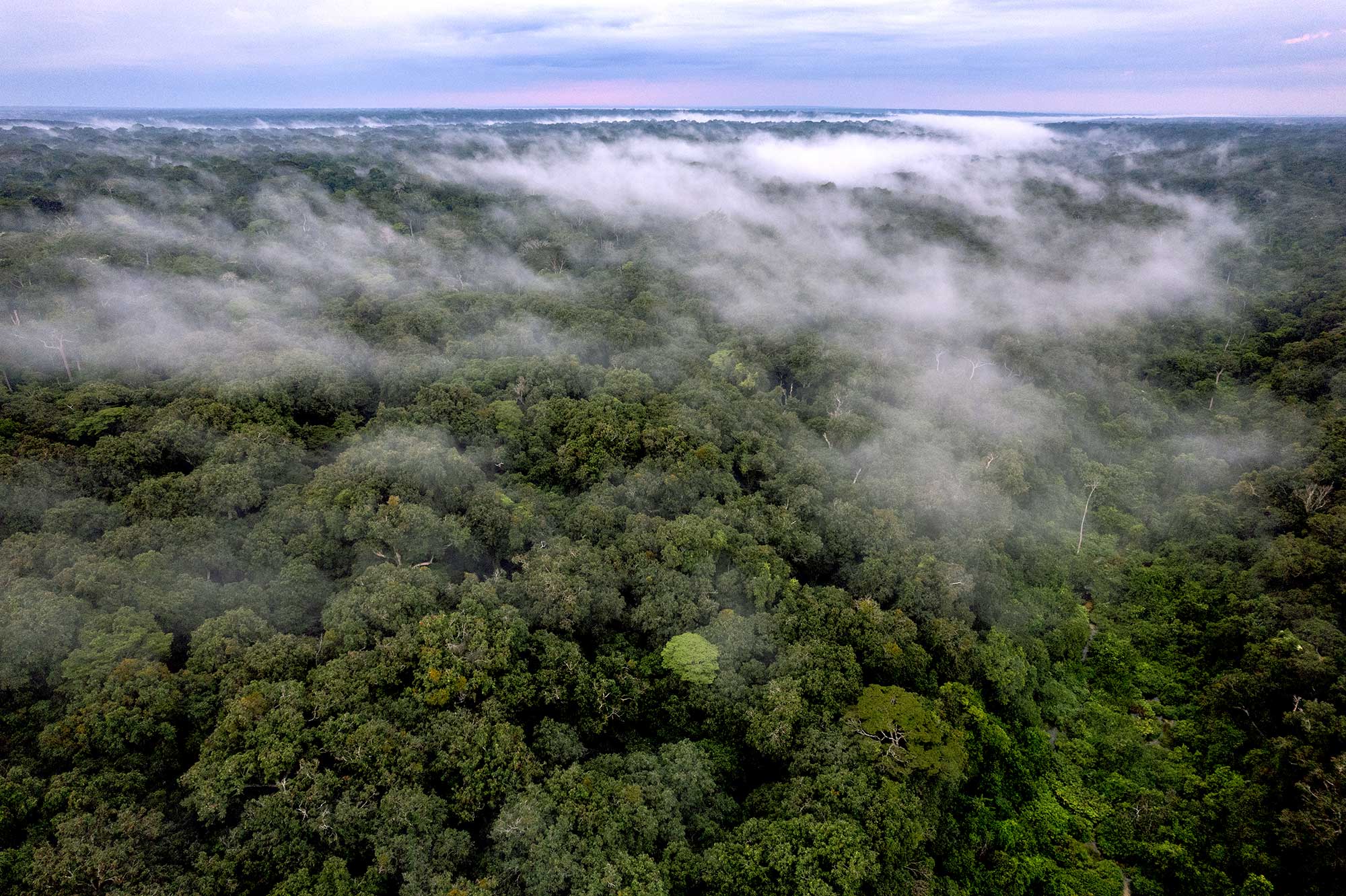 Congo looks to monetize its high-integrity forests