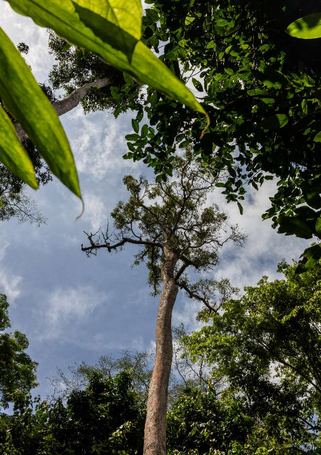 Creating a New Finance Mechanism for Forests