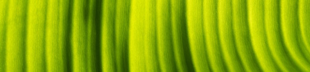 Creating a New Finance Mechanism for Forests