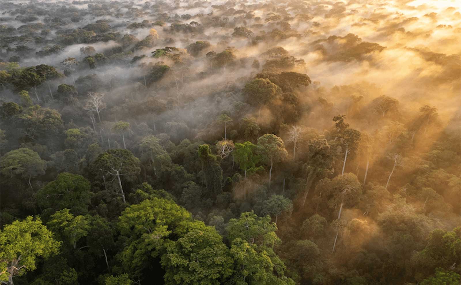 Congolese Minister of Forest Economy and WCS Formally Launch Pilot High Integrity Forest Investment Initiative (HIFOR) Project